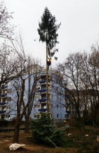 baumabtragung4